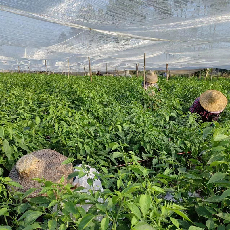 蔬菜防蟲網(wǎng)實景拍攝